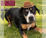 Small #2 Greater Swiss Mountain Dog