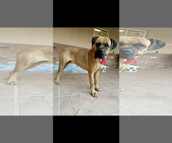 Medium Photo #2 Mastiff Puppy For Sale in Goodyear, AZ, USA