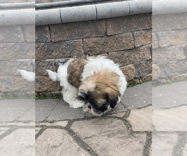 Medium Photo #4 Shih Tzu Puppy For Sale in CANOGA, NY, USA