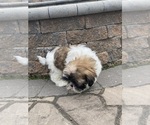 Small #3 Shih Tzu