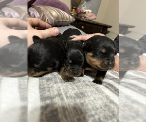 Rottweiler Puppy for Sale in CARBON HILL, Alabama USA