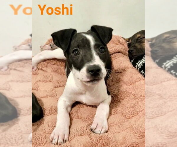 Medium Photo #1 Mutt Puppy For Sale in Des Moines, IA, USA