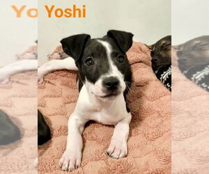 Mutt Dogs for adoption in Des Moines, IA, USA