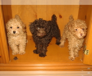 Poodle (Toy) Puppy for sale in BAKERSFIELD, CA, USA