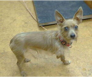 Chiweenie Dogs for adoption in Sacramento, CA, USA