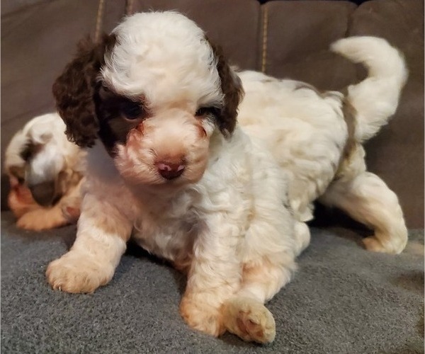 Medium Photo #18 Bernedoodle (Miniature) Puppy For Sale in LEETONIA, OH, USA
