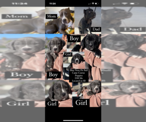 American Pit Bull Terrier-Cane Corso Mix Puppy for sale in SAN BERNARDINO, CA, USA