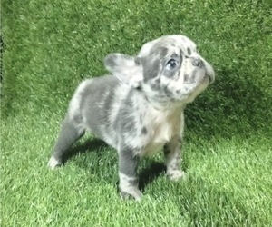 French Bulldog Puppy for sale in BATON ROUGE, LA, USA