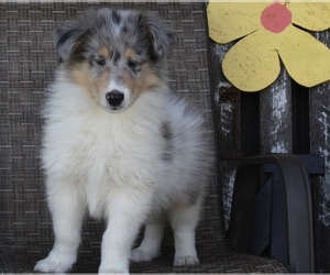 Collie Puppy for sale in FREDERICKSBURG, OH, USA