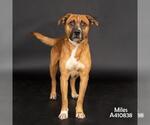 Small #1 Black Mouth Cur Mix
