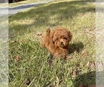 Small Photo #1 Poodle (Toy) Puppy For Sale in HAYWARD, CA, USA