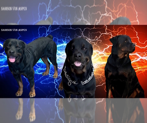 Father of the Rottweiler puppies born on 05/11/2025