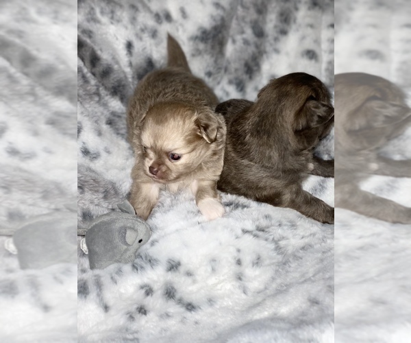 Medium Photo #2 Chihuahua Puppy For Sale in RAWSONVILLE, MI, USA