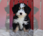 Small Photo #1 Miniature Bernedoodle Puppy For Sale in ITASCA, TX, USA