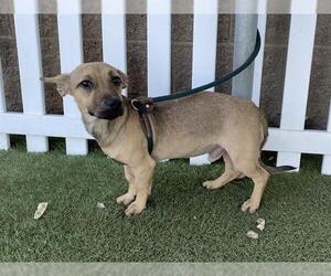 Chiweenie Dogs for adoption in Modesto, CA, USA
