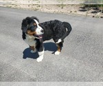 Small #1 Bernese Mountain Dog