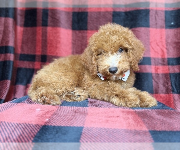 Medium Photo #5 Cock-A-Poo Puppy For Sale in LAKELAND, FL, USA