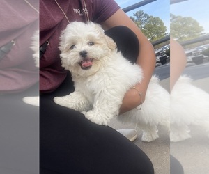 Shih Tzu Puppy for sale in TYLER, TX, USA