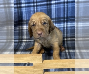 Bloodhound Puppy for Sale in FORT MORGAN, Colorado USA