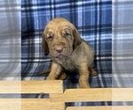 Small Photo #1 Bloodhound Puppy For Sale in FORT MORGAN, CO, USA