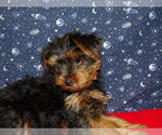 Small Photo #13 Yorkshire Terrier Puppy For Sale in PATERSON, NJ, USA