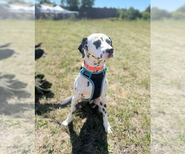 Medium Photo #7 Dalmatian Puppy For Sale in Muskegon, MI, USA