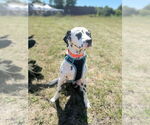 Small #6 Dalmatian