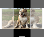 Small Photo #1 American Bulldog Puppy For Sale in LEVITTOWN, PA, USA