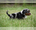 Small #1 Miniature Australian Shepherd