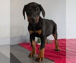 Small Photo #81 Doberman Pinscher Puppy For Sale in GOSHEN, IN, USA