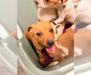 Jack Russell Terrier-Parson Russell Terrier Mix Dogs for adoption in Holly Springs, NC, USA