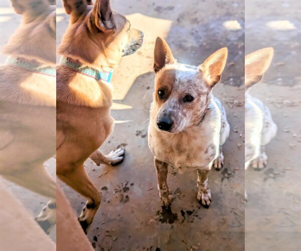Medium Photo #3 - Mix Puppy For Sale in Pena Blanca, NM, USA
