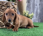 Small #2 Dachshund