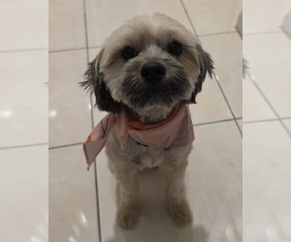 Medium Photo #2 Shih Tzu-Unknown Mix Puppy For Sale in Corona, CA, USA