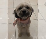 Small #1 Shih Tzu Mix
