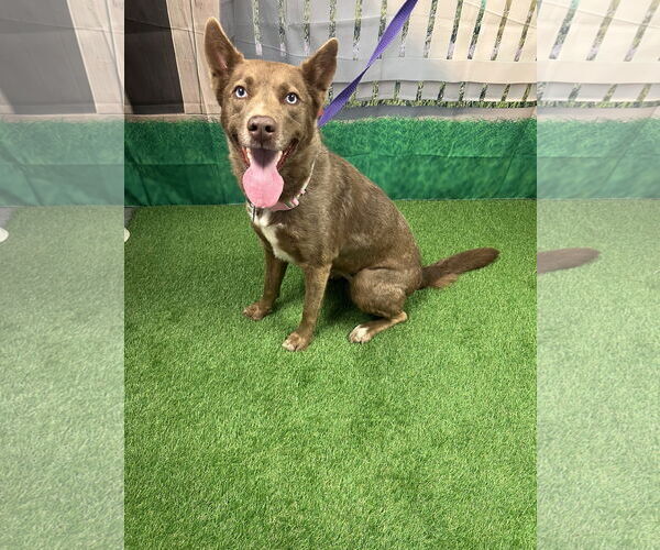 Medium Photo #4 Australian Kelpie-Siberian Husky Mix Puppy For Sale in Euless, TX, USA