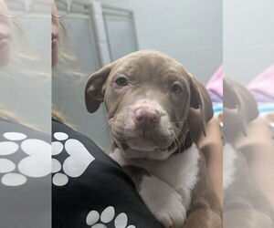 Mutt Dogs for adoption in Muskegon, MI, USA