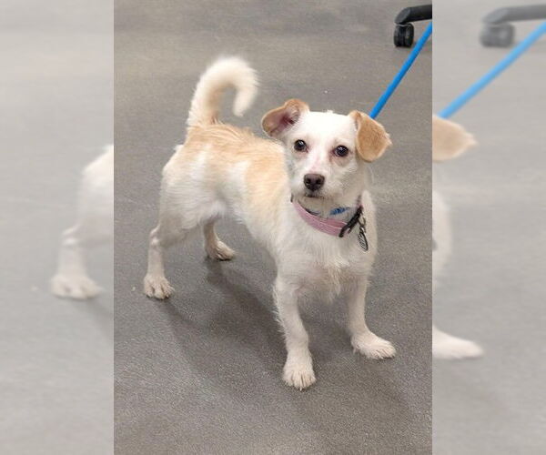 Medium Photo #1 Mutt Puppy For Sale in Forestville, MD, USA