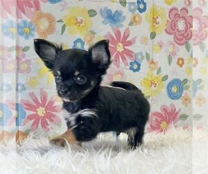 Chihuahua Puppy for sale in MIAMI BEACH, FL, USA