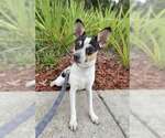 Small Rat Terrier Mix