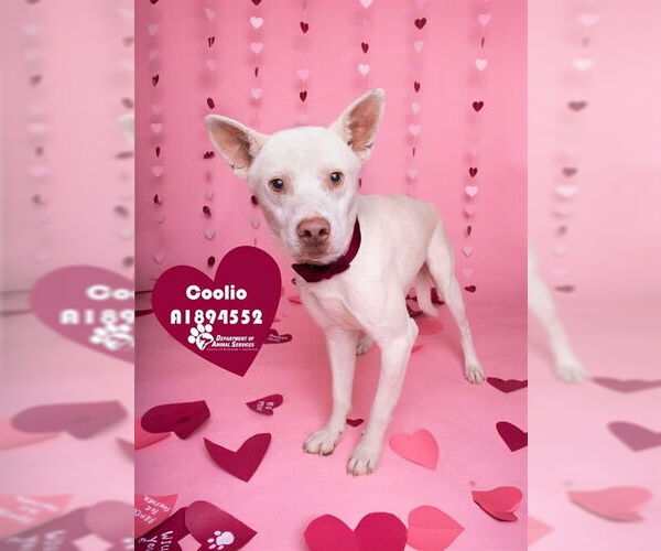 Medium Photo #3 Mutt Puppy For Sale in Riverside, CA, USA