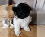 Small Photo #30 Shih Tzu Puppy For Sale in N PORT, FL, USA