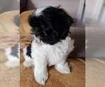 Small #29 Shih Tzu