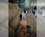 Small Photo #2 Boston Terrier Puppy For Sale in HOPKINSVILLE/PRINCETON, KY, NH, USA