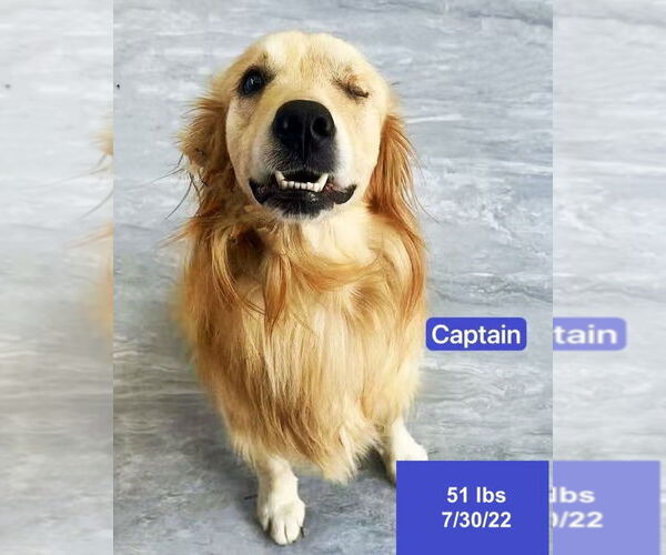 Medium Photo #3 Golden Retriever Puppy For Sale in West Hollywood, CA, USA