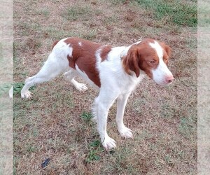 Father of the Brittany puppies born on 09/12/2019