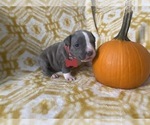 Small Photo #4 American Bully Puppy For Sale in LUBBOCK, TX, USA