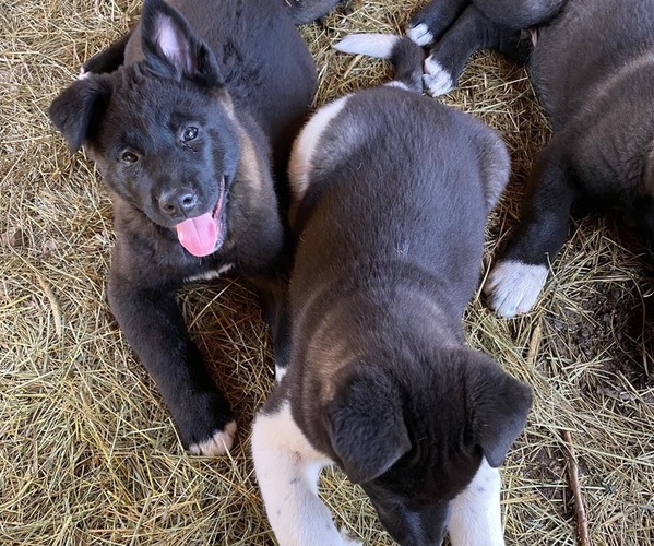 Medium Photo #3 Akita Puppy For Sale in SEVILLE, OH, USA