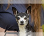 Small #2 Chihuahua Mix