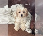 Puppy Puppy 4 Cavapoo